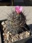 Preview: Coryphantha ramillosa